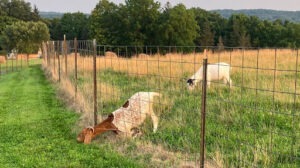 Goats eating grass in a fenced in field, with one goat sticking its head through the fence to eat grass on the other side